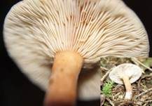 Milder Schwefelmilchling, Foto 8