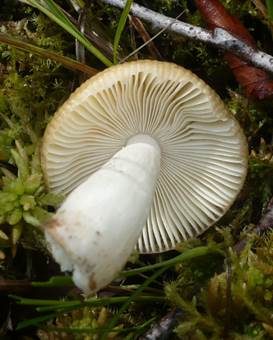 Milder Torfmoostäubling, Foto 4