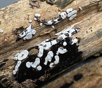 Missgestalteter Krustenpilz, Foto 2