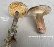Mohrenkopf-Milchling, Foto 27