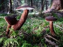 Mohrenkopf-Milchling, Foto 55