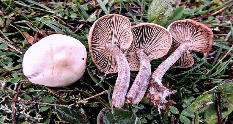 Blassblättriger Fälbling, Foto 2