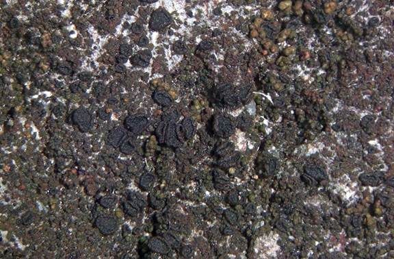 Moor-Schwarznapfflechte, Foto 2