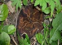 Morchelbecherling, Foto 12