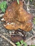 Morchelbecherling, Foto 14