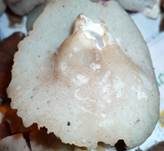 Morchelbecherling, Foto 16