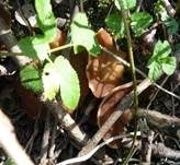 Morchelbecherling, Foto 17