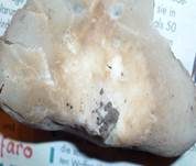 Morchelbecherling, Foto 20
