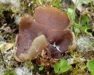 Morchelbecherling, Foto 21