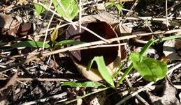 Morchelbecherling, Foto 29