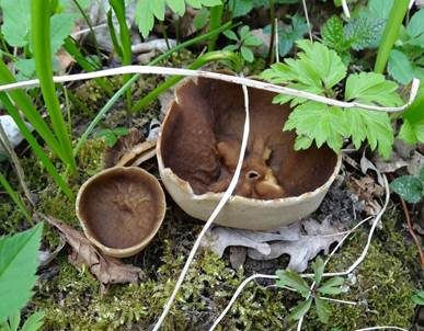 Morchelbecherling, Foto 5