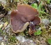 Morchelbecherling, Foto 35