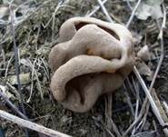 Morchelbecherling, Foto 46