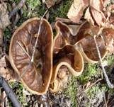 Morchelbecherling, Foto 50