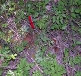 Morchelbecherling, Foto 58