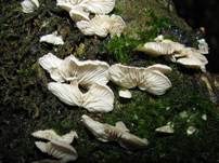 Blassblättriger Räsling, Foto 18