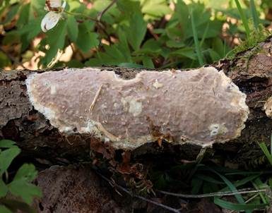 Mottenkugelpilz, Foto 2