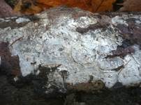 Mottenkugelpilz, Foto 14