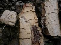 Mottenkugelpilz, Foto 15