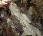 Mottenkugelpilz, Foto 18