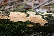 Mottenkugelpilz, Foto 8