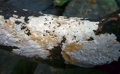 Mottenkugelpilz, Foto 10