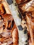 Münzenförmige Kohlenbeere, Foto 27