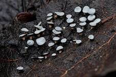 Münzförmiges Stielbecherchen, Foto 6