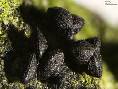 Muschelkernpilz, Foto 4