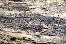 Muschelkernpilz, Foto 7