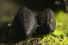Muschelkernpilz, Foto 10