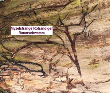 Myzelfäden, Foto 4