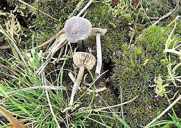 Nacktfüßiger Rötling, Foto 2