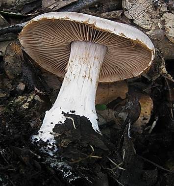Nacktstieliger Dickfuß, Foto 2