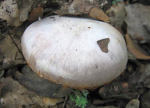 Nacktstieliger Dickfuß, Foto 3