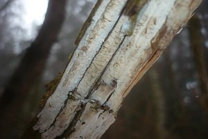 Nadelholz-Membranrindenpilz, Foto 1