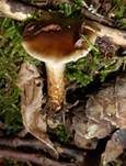Natternstieliger Schleimkopf, Foto 30
