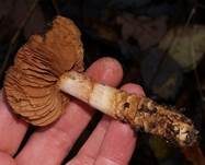 Natternstieliger Schleimkopf, Foto 6