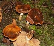 Natternstieliger Schleimkopf, Foto 7