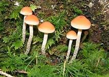 Natternstieliger Schwefelkopf, Foto 5