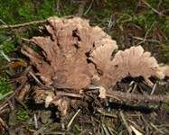 Nelkenförmiger Warzenpilz, Foto 14