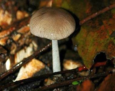 Netzaderiger Mistpilz, Foto 2