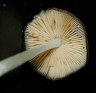 Netzaderiger Mistpilz, Foto 3