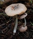 Netzaderiger Mistpilz, Foto 14
