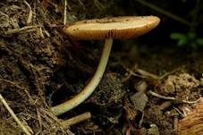 Netzaderiger Mistpilz, Foto 15