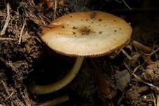Netzaderiger Mistpilz, Foto 16