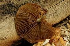 Netzaderiger Mistpilz, Foto 20