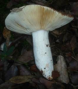 Netzflockiger Rosatäubling, Foto 4