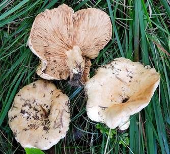 Netzsporiger Buchenmilchling, Foto 3