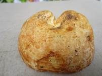 Netzsporiger Buchenmilchling, Foto 7